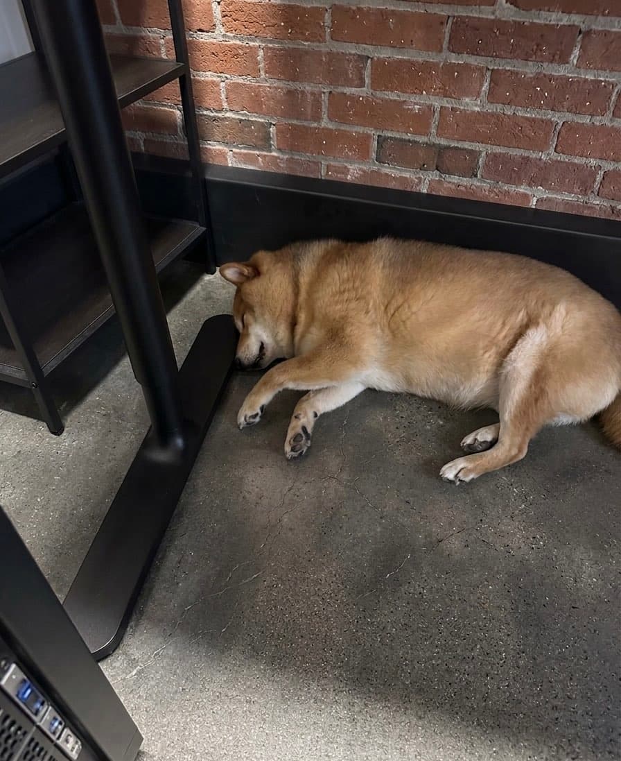 Ryuu, a senior shiba inu, asleep on the studio floor.